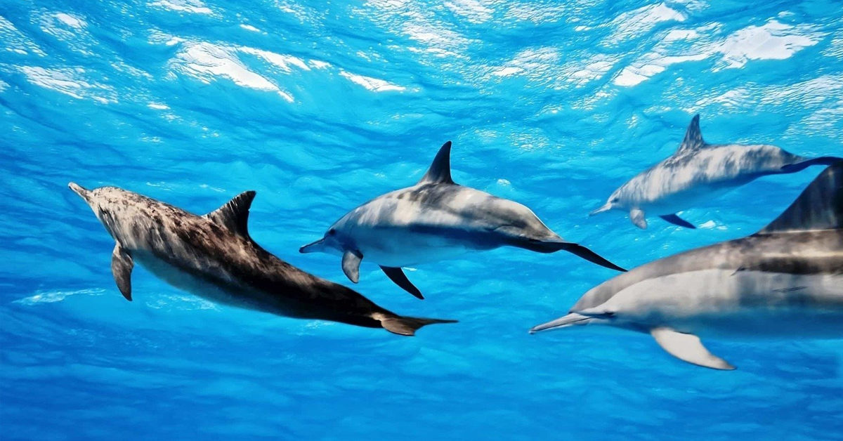 dolphin spot mauritius